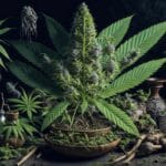 Potes e garrafas antigas cercadas por folhas e flores de cannabis.